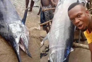 A local Nigerian Fisherman captured a Blue Marlin Fish reportedly worth $2.6 million but ate it with his friends.